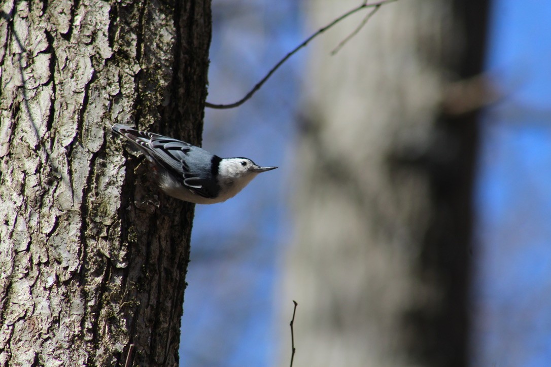 White-breasted Nuthatch - ML616489029