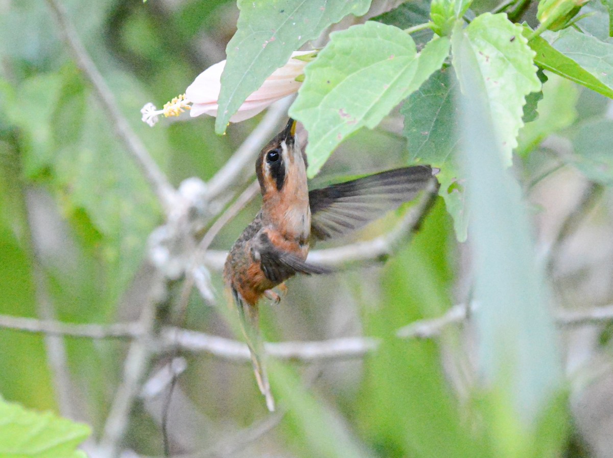 Пестрогорлый колибри-отшельник - ML616489036