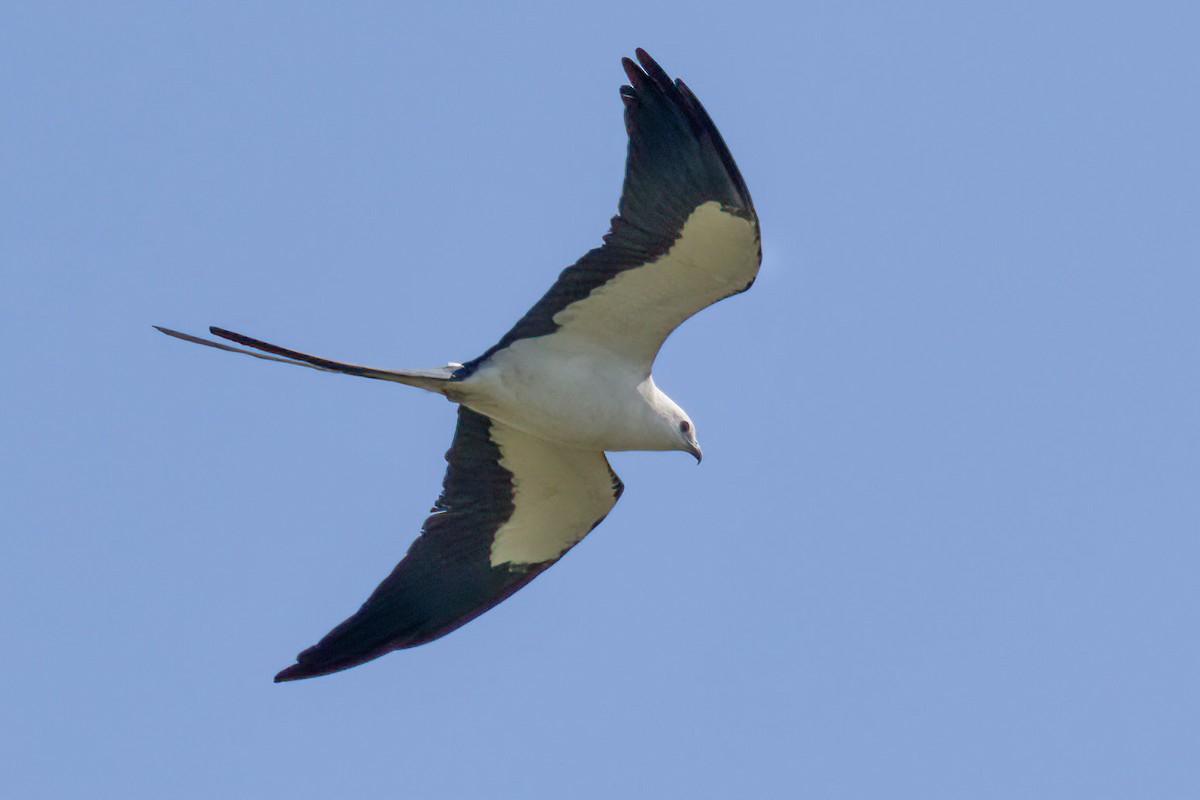 Swallow-tailed Kite - ML616489108