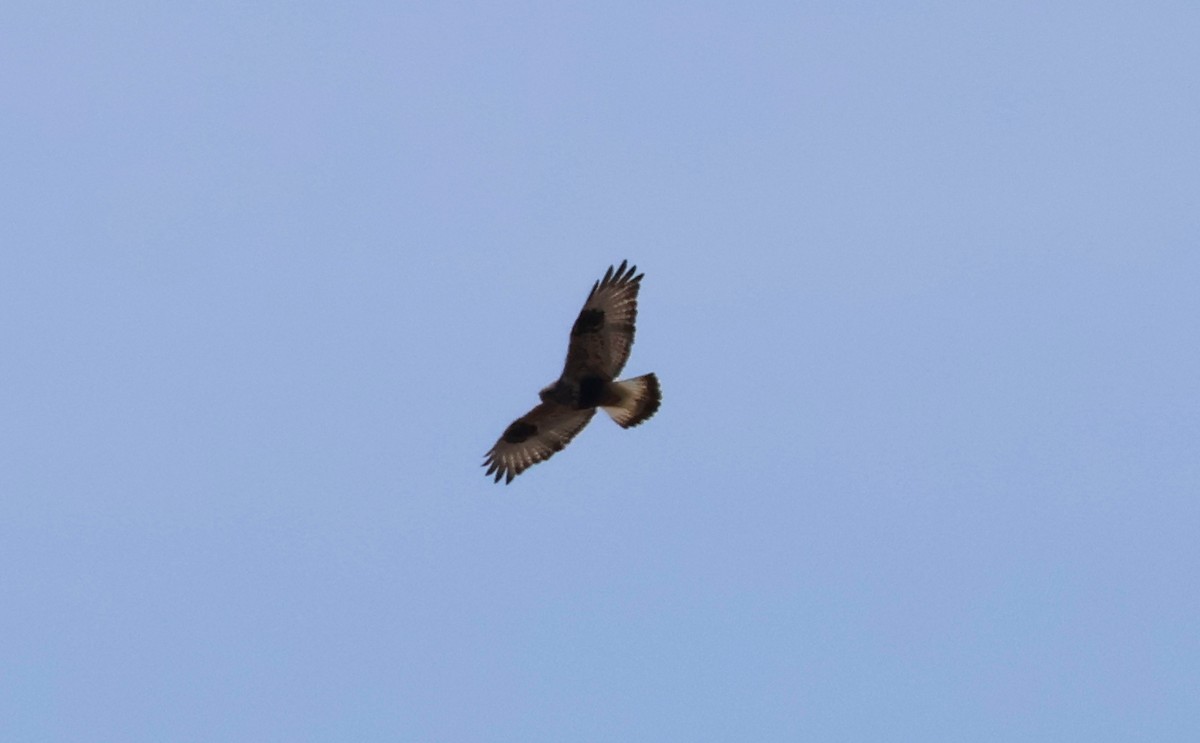 Rough-legged Hawk - ML616489110