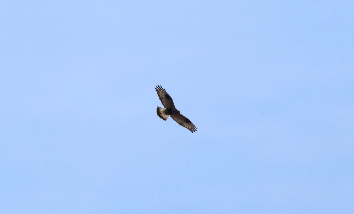 Rough-legged Hawk - ML616489124