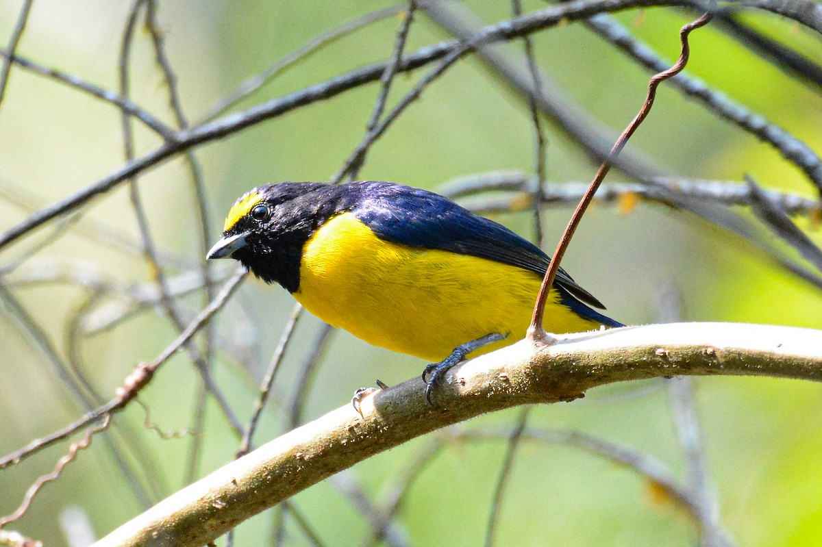 Scrub Euphonia - ML616489162