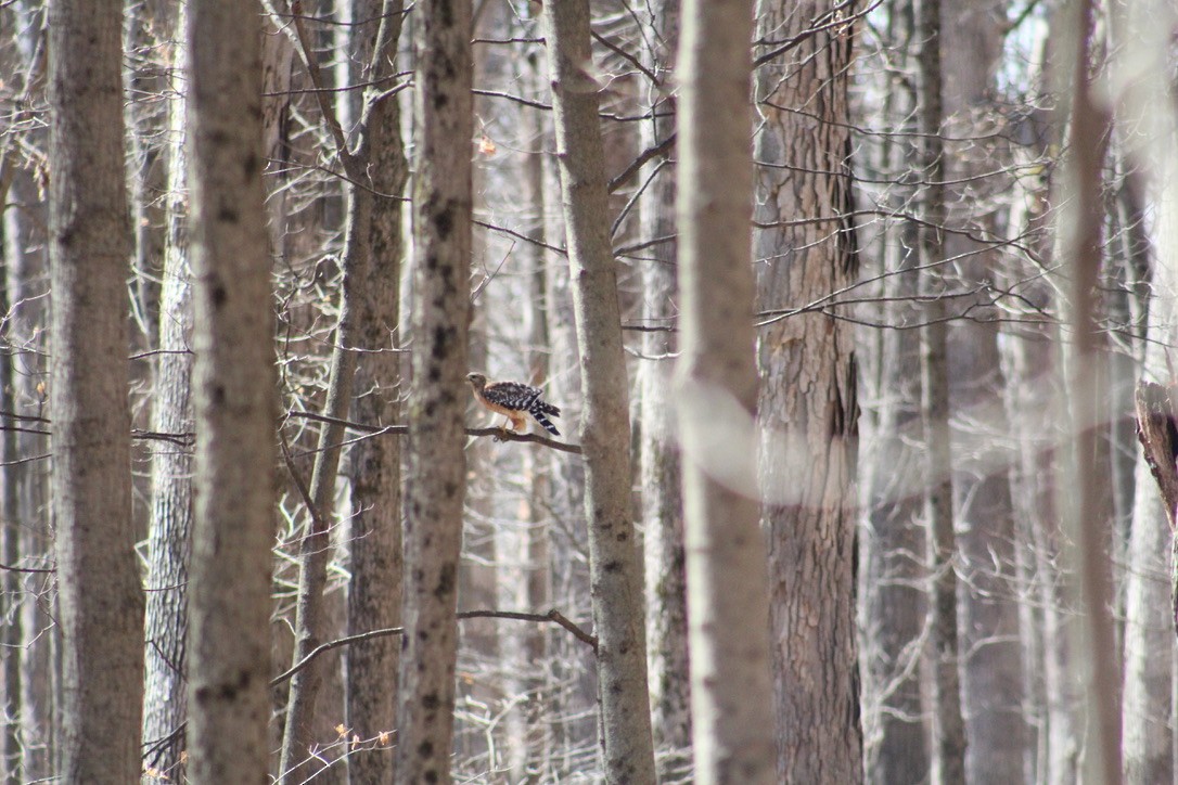 Red-shouldered Hawk - ML616489195