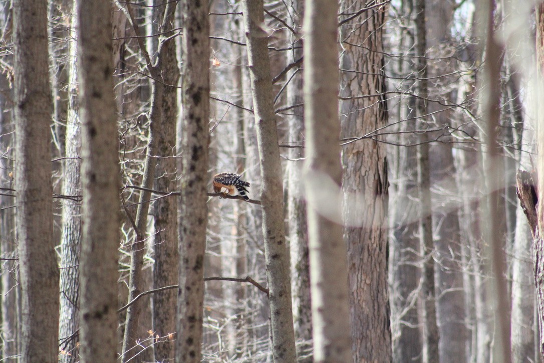 Red-shouldered Hawk - ML616489207