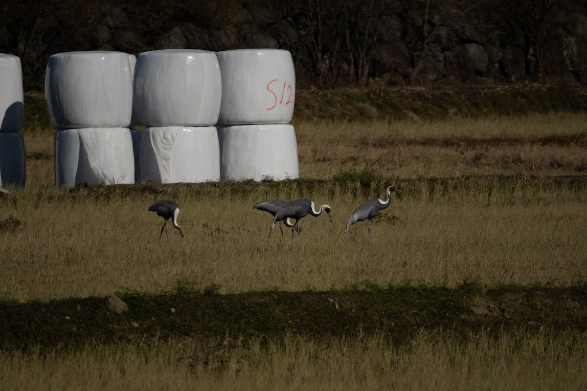 White-naped Crane - ML616489263