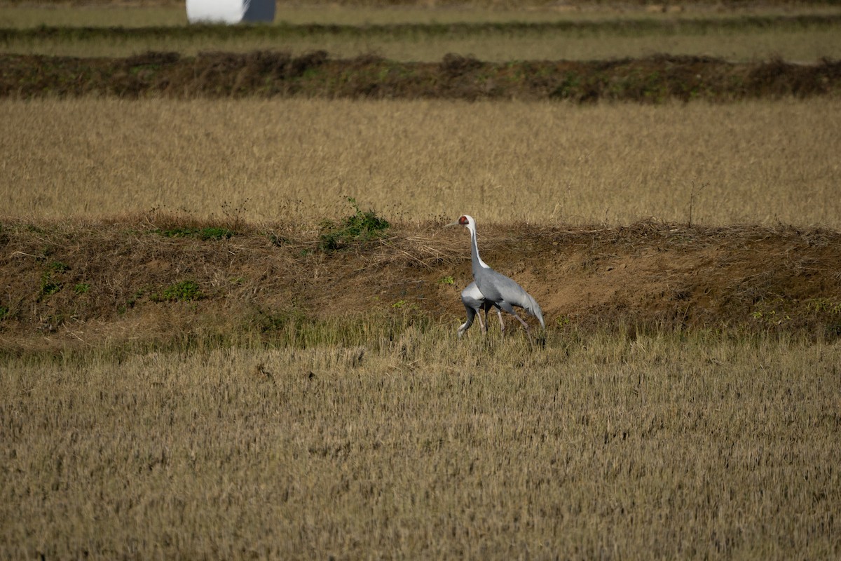 White-naped Crane - ML616489270