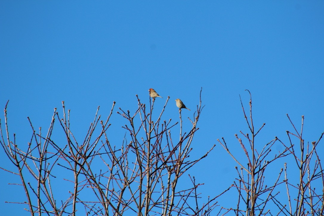 House Finch - ML616489318