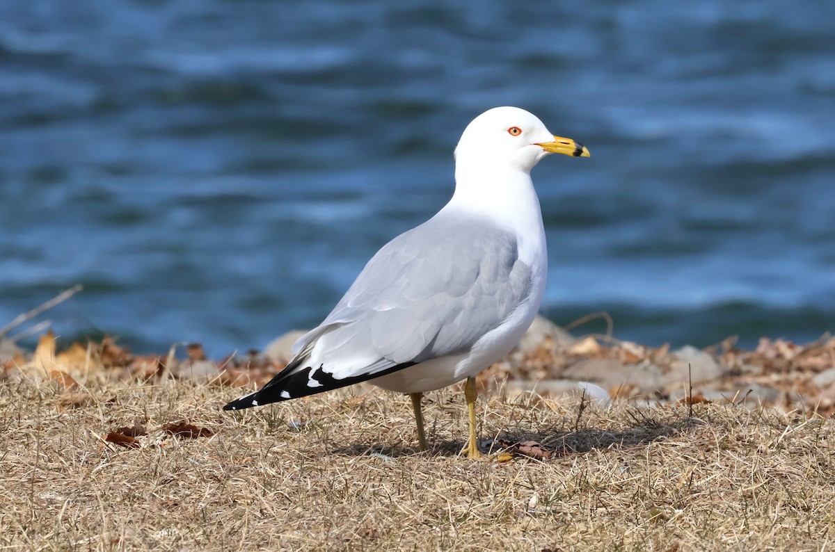 Ring-billed Gull - ML616489349