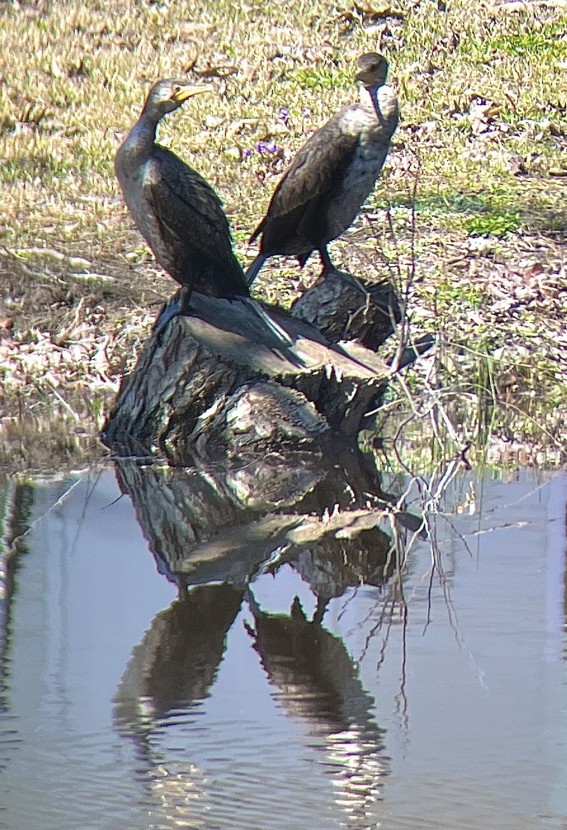 Cormoran à aigrettes - ML616489376