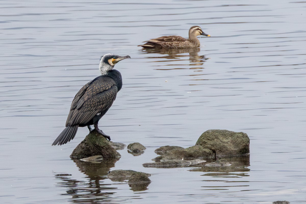 Cormorán Grande - ML616489379