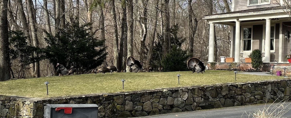 Wild Turkey - ML616489403