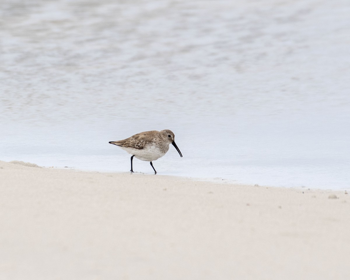 Dunlin - Lillie Gibb