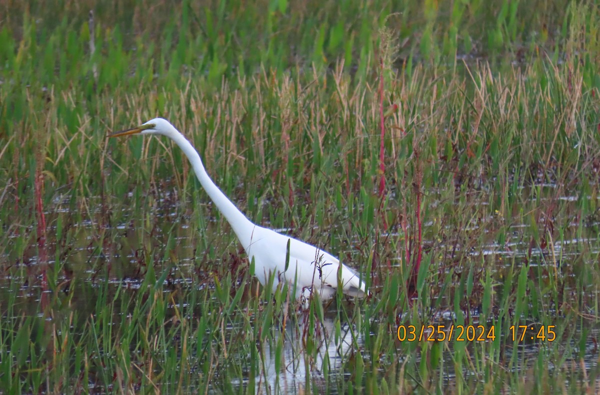 Great Egret - ML616489516