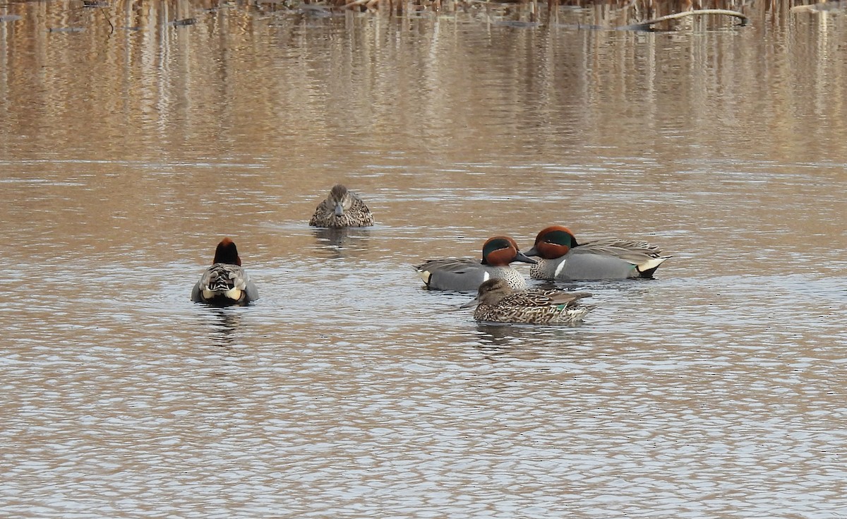 Green-winged Teal - ML616489527
