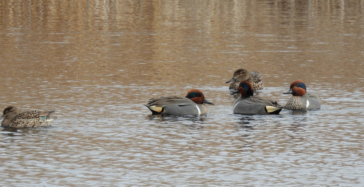 Green-winged Teal - ML616489541