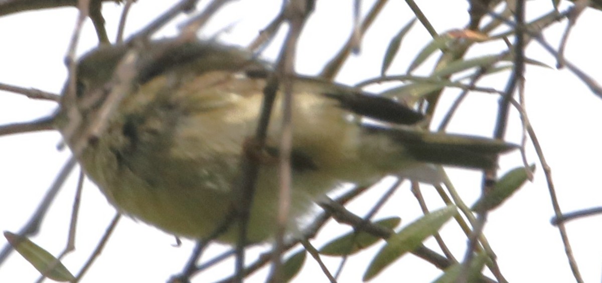 Ruby-crowned Kinglet - Barry Spolter