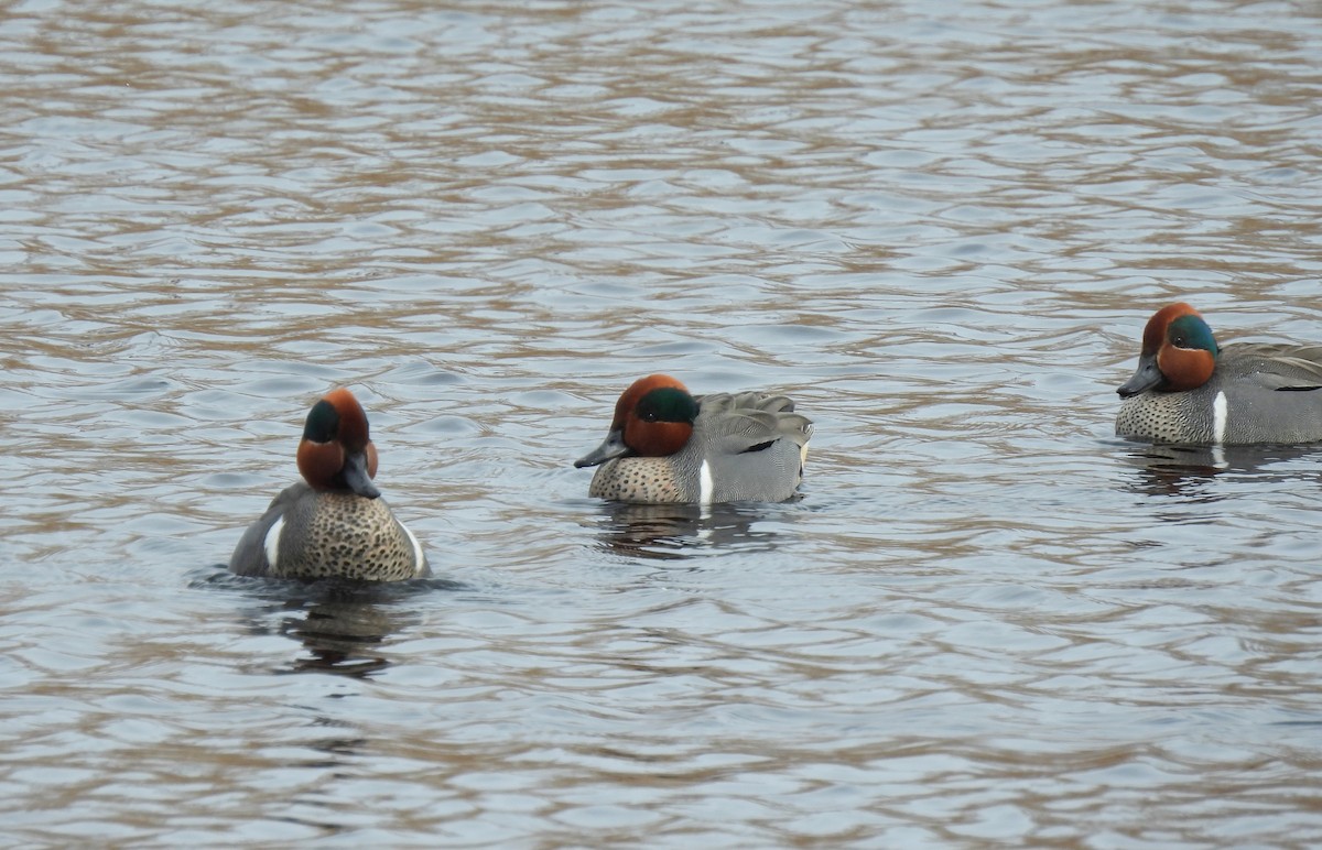 Green-winged Teal - ML616489558
