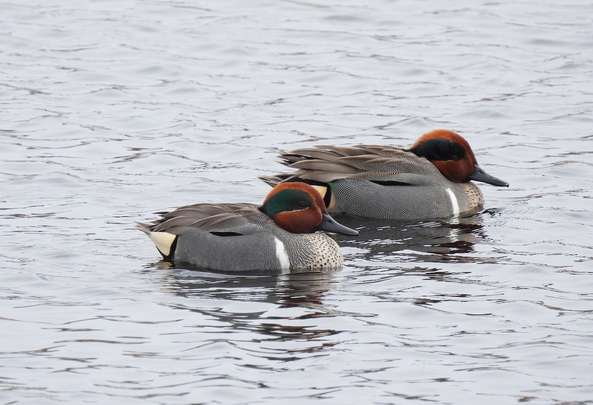 Green-winged Teal - ML616489573