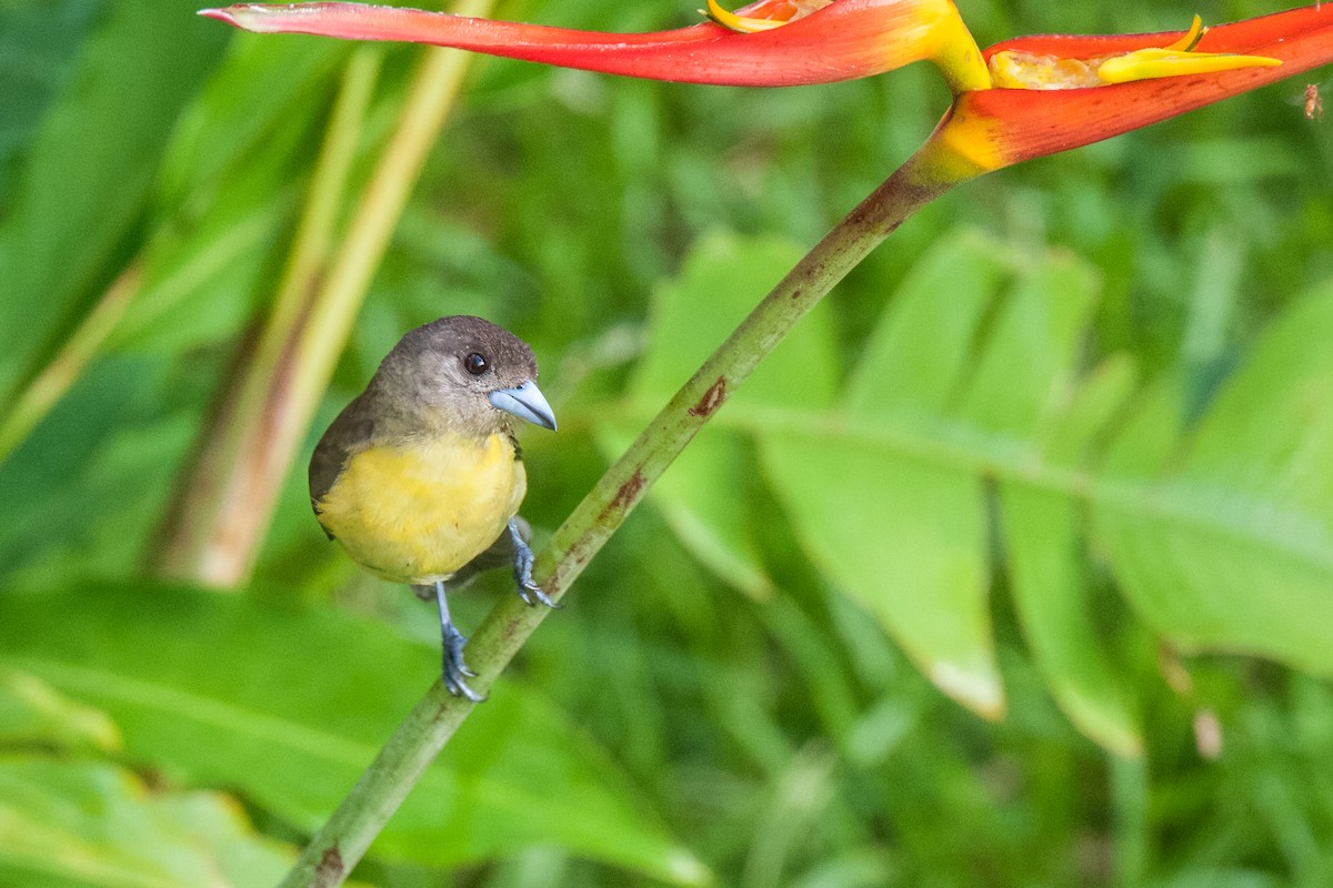 Flame-rumped Tanager (Lemon-rumped) - Emily Turteltaub Nelson