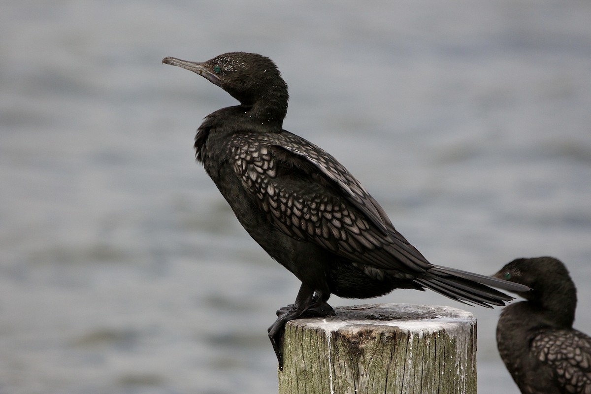 Little Black Cormorant - ML616489645