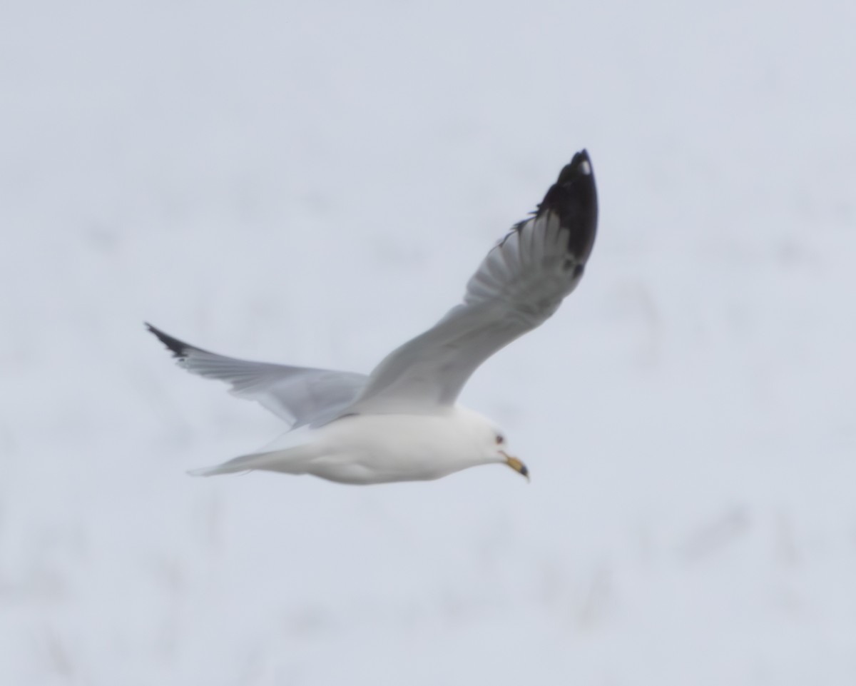 Ring-billed Gull - ML616489653