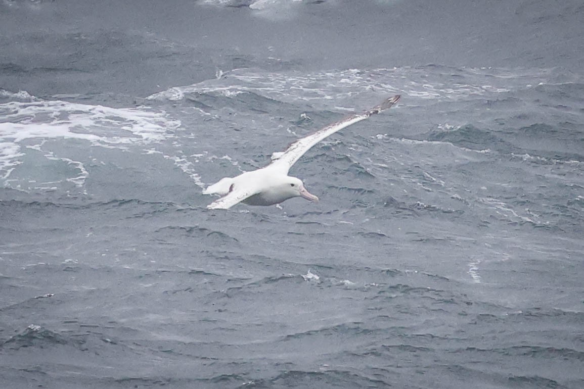 large albatross sp. - Skip Russell