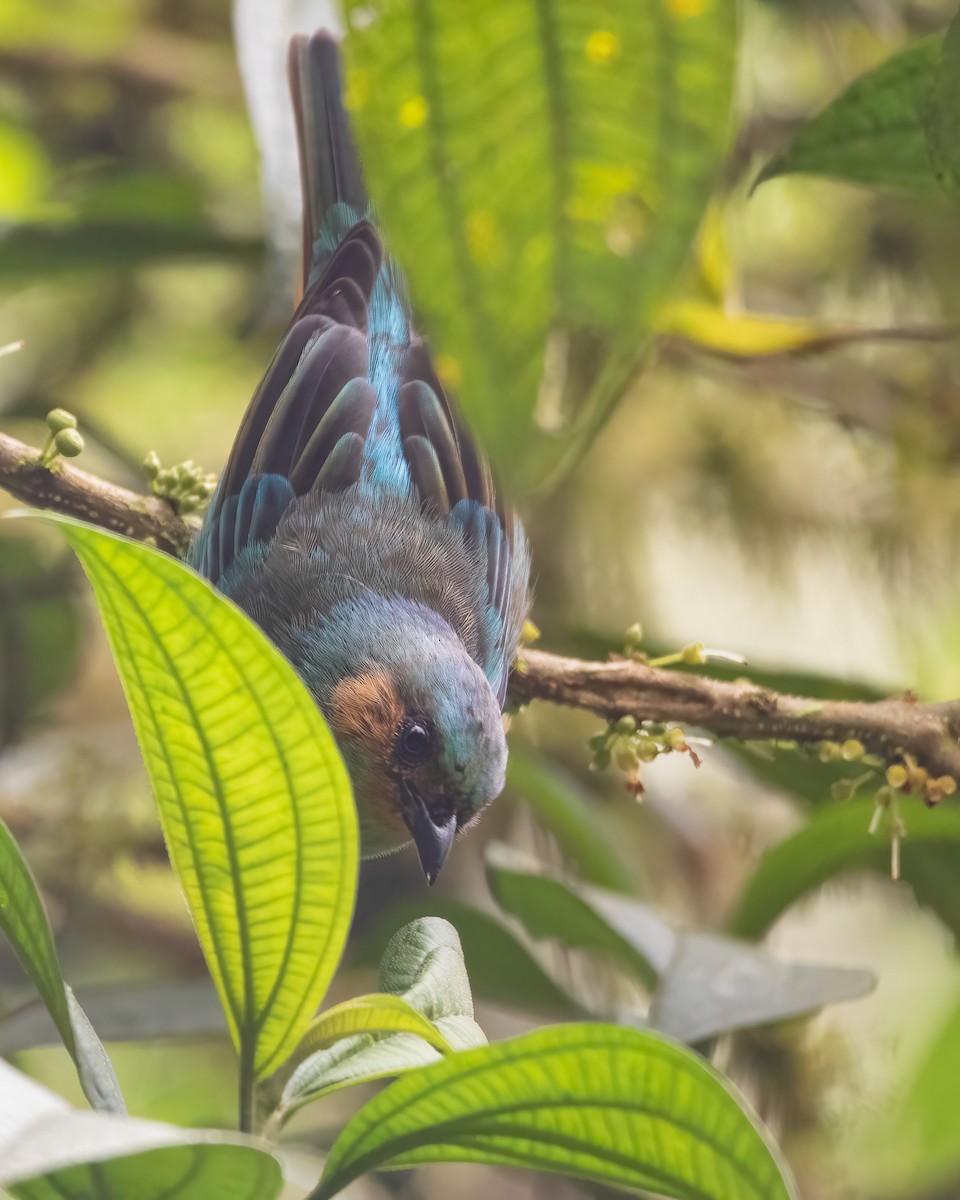 Rufous-cheeked Tanager - ML616489706