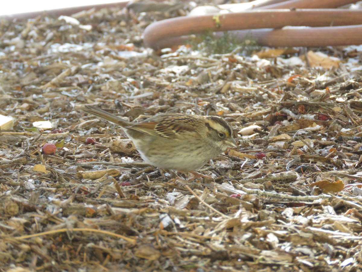 White-throated Sparrow - ML616489727