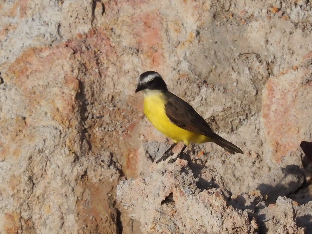 Rusty-margined Flycatcher - ML616489839