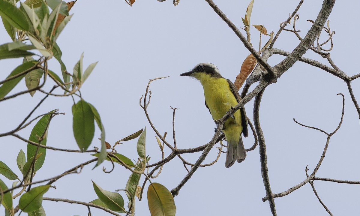 Yellow-throated Flycatcher - ML616489847