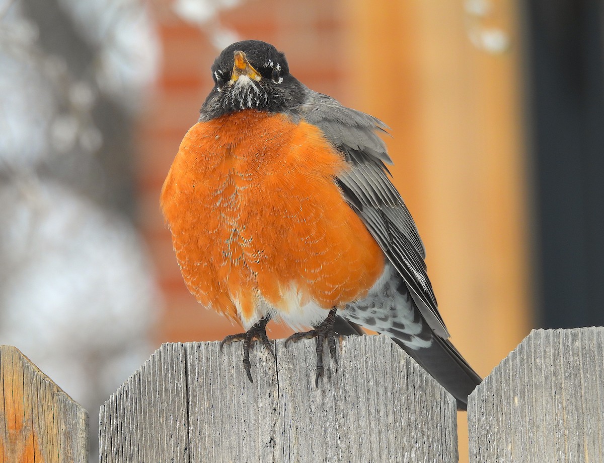 American Robin - ML616489852