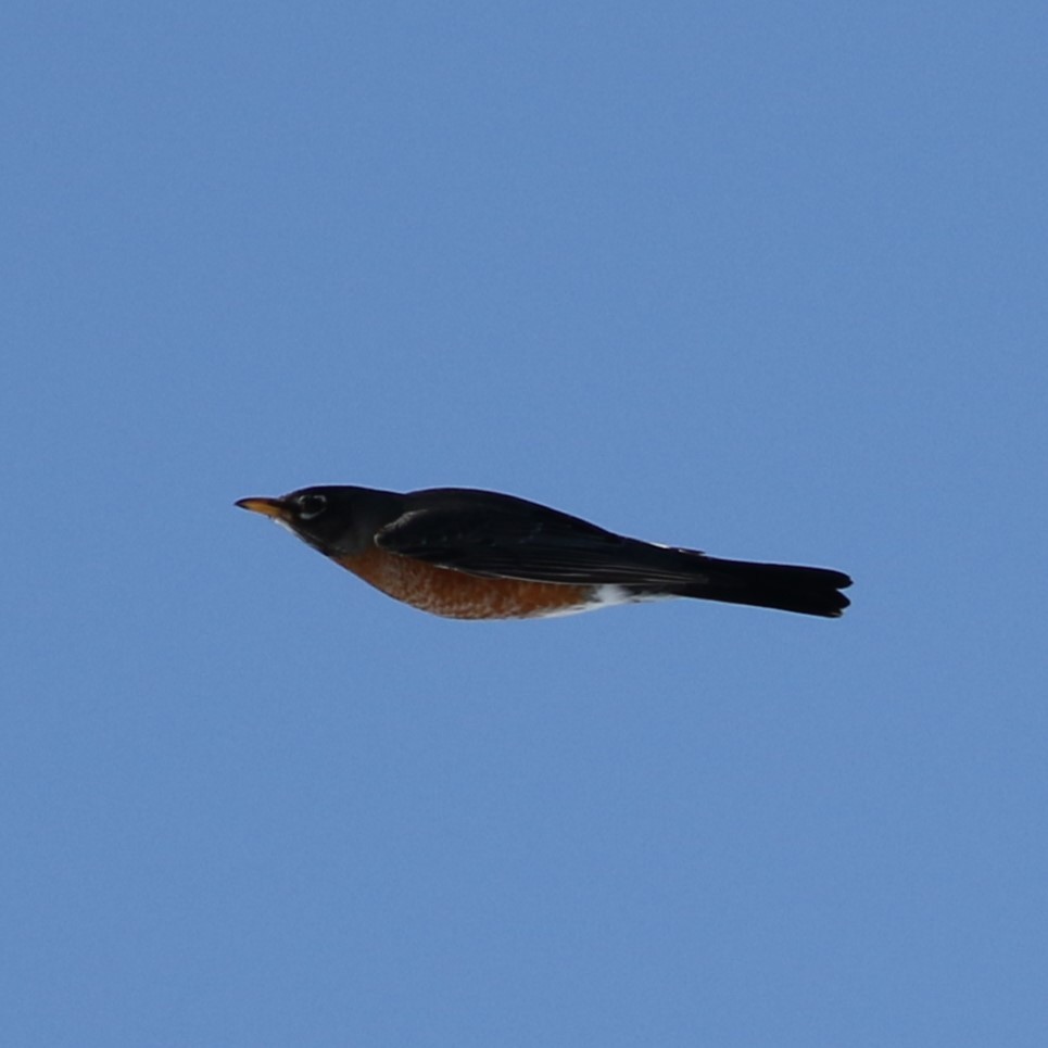 American Robin - ML616489869