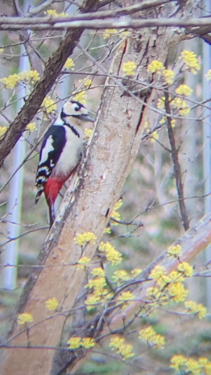 Great Spotted Woodpecker - ML616489870