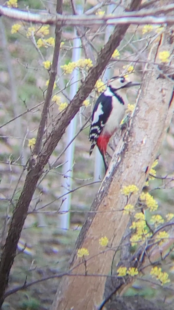 Great Spotted Woodpecker - ML616489871