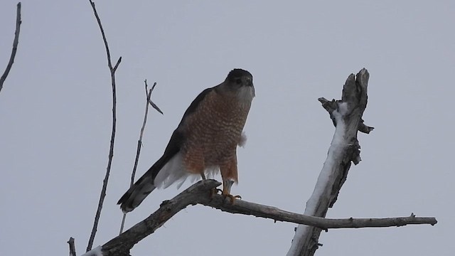 Cooper's Hawk - ML616489895