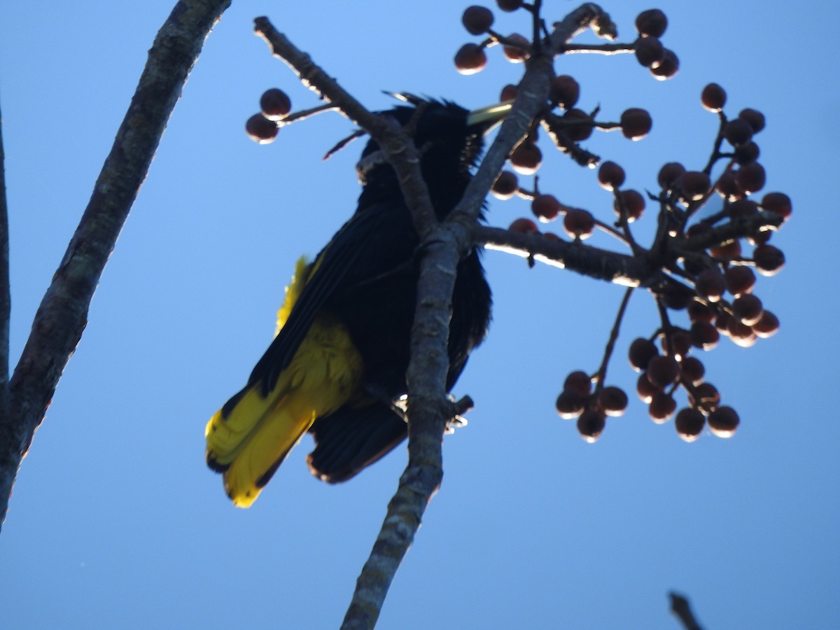 Yellow-winged Cacique - ML616489950