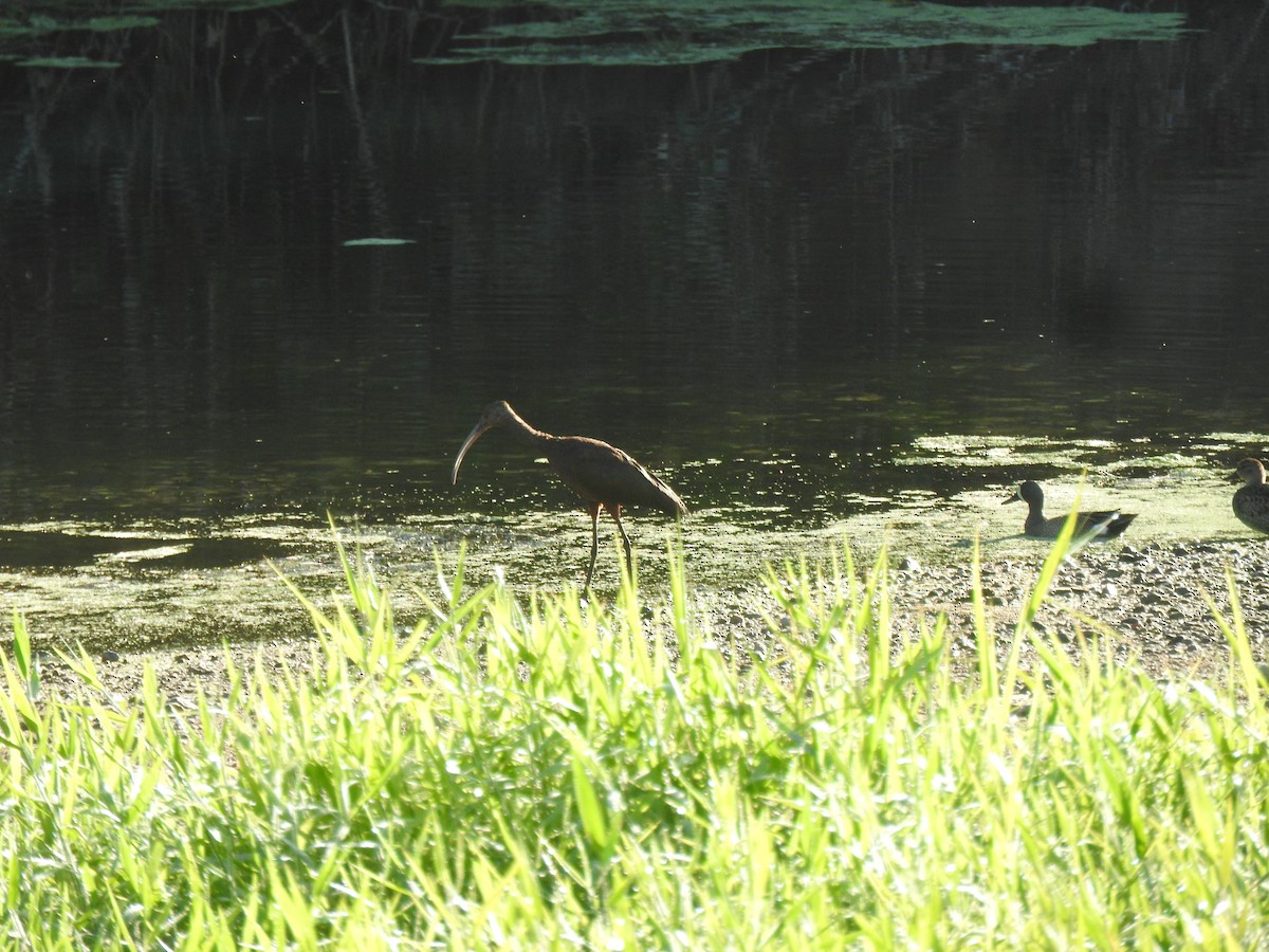 Ibis à face blanche - ML616489957