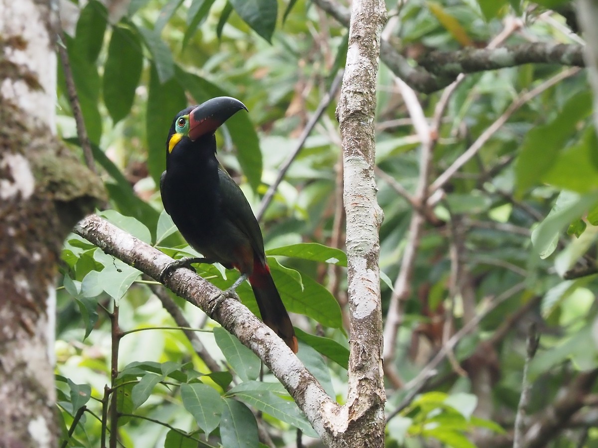 Guianan Toucanet - ML616489966