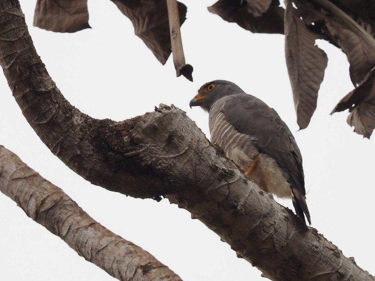 Roadside Hawk - Darren Shirley