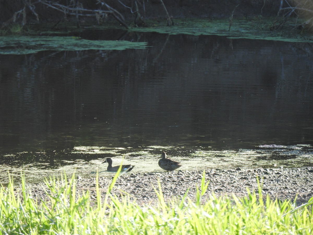 Blue-winged Teal - ML616490021