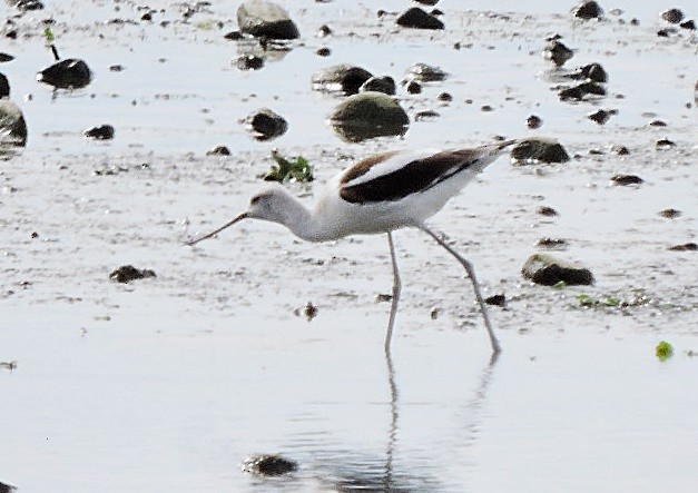 American Avocet - Mary-Jean Payeur