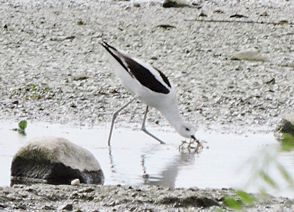 Avocette d'Amérique - ML616490047