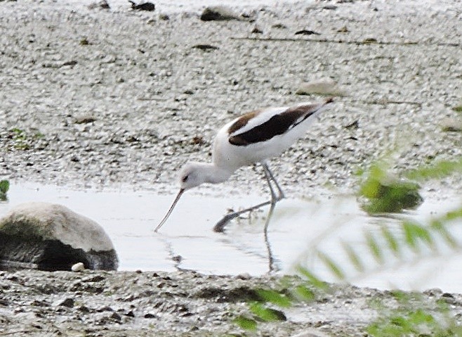 Avoceta Americana - ML616490048