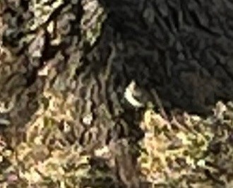 Brown Creeper - ML616490089