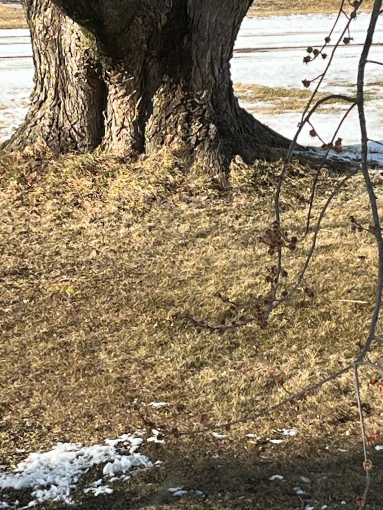 Brown Creeper - ML616490106