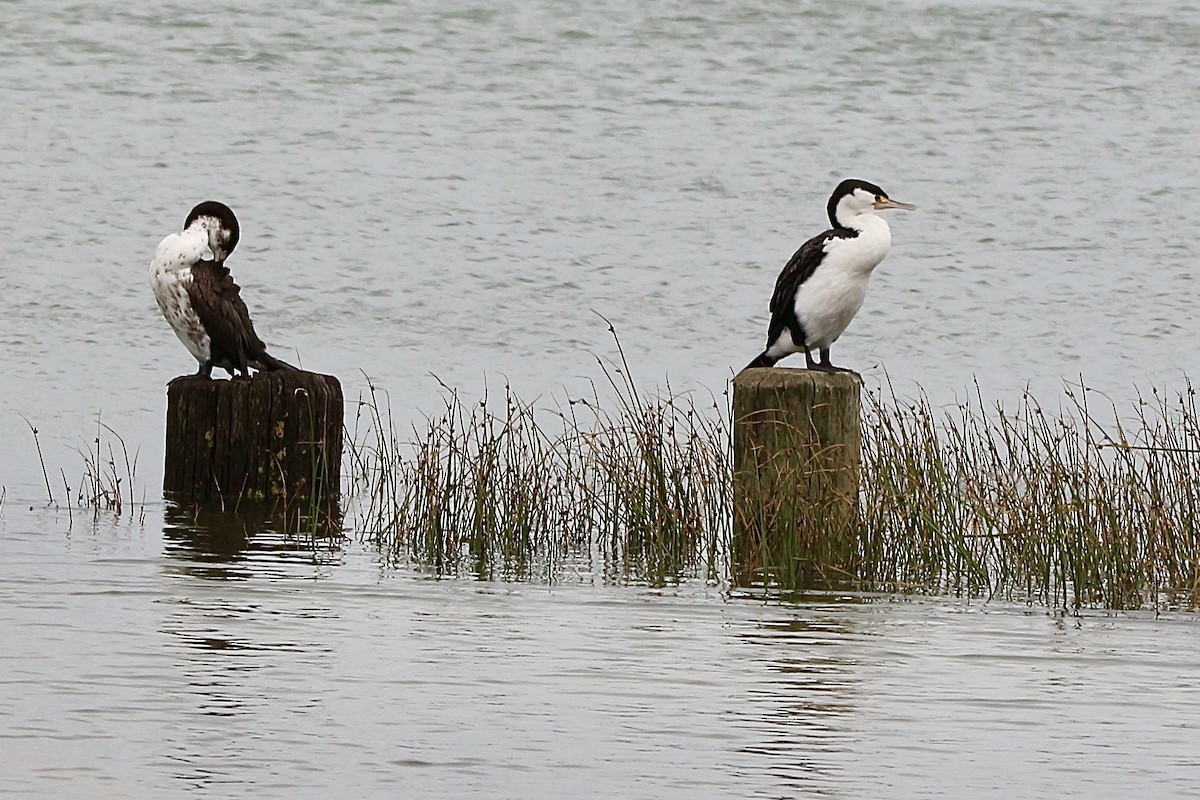 Pied Cormorant - ML616490125