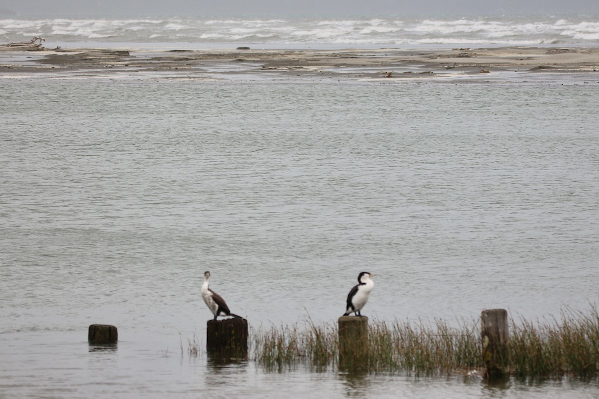 Pied Cormorant - ML616490130