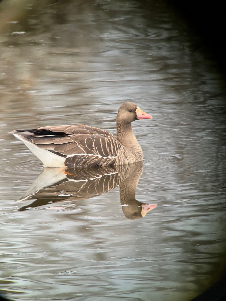 Greater White-fronted Goose - ML616490147