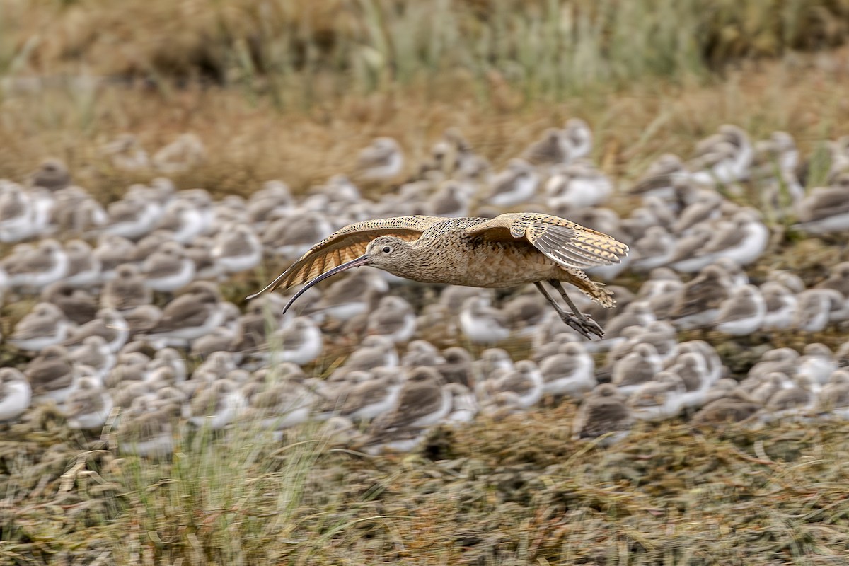Long-billed Curlew - ML616490166