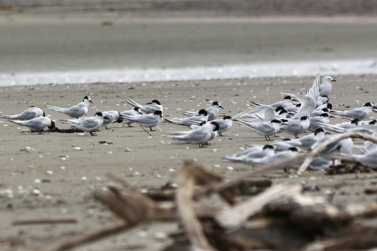 White-fronted Tern - ML616490171